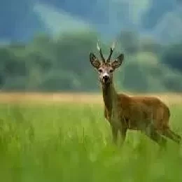 Myslivecké sdružení Loučka